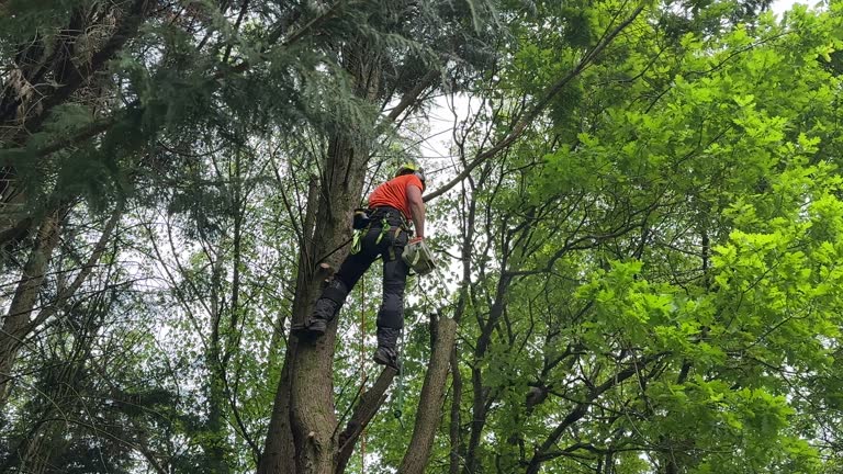 West Bend, WI  Tree Services Company